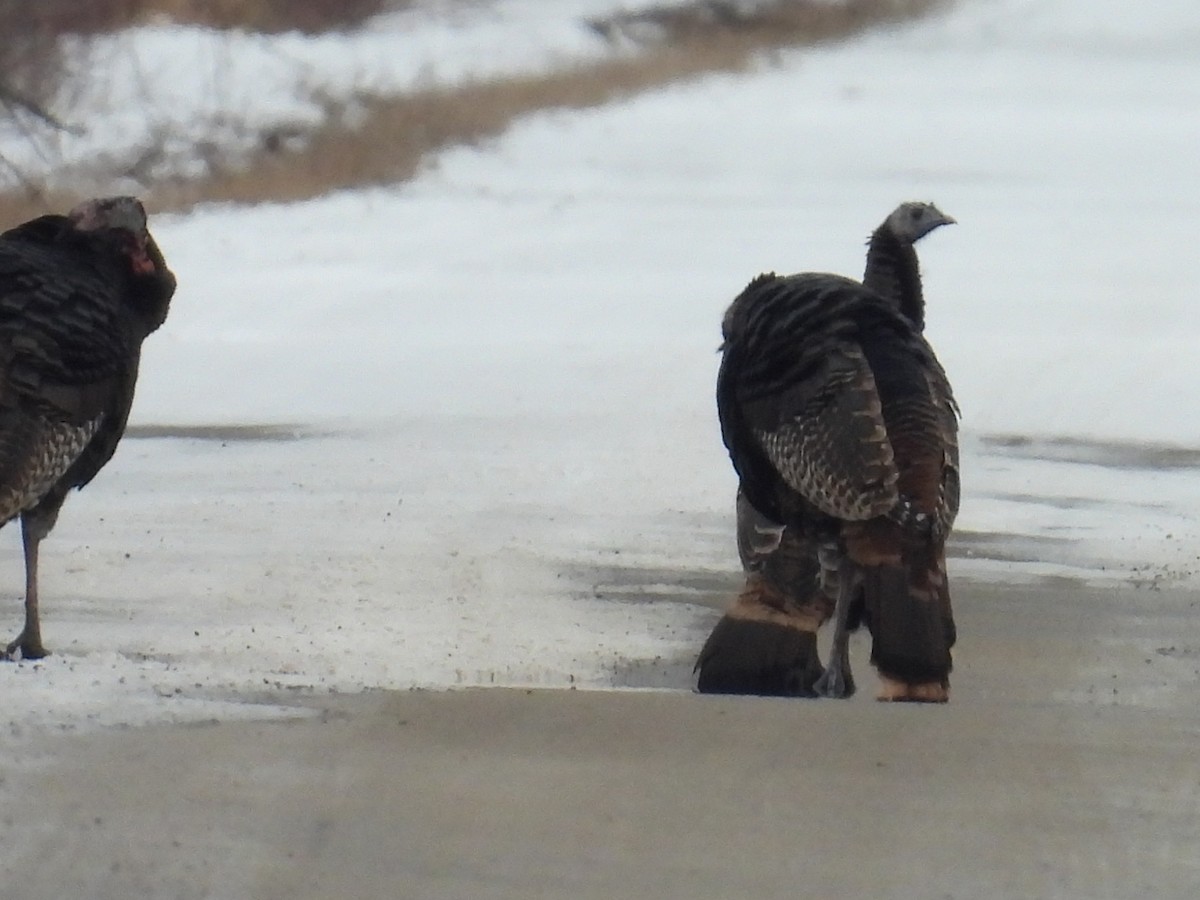 Wild Turkey - ML646403838