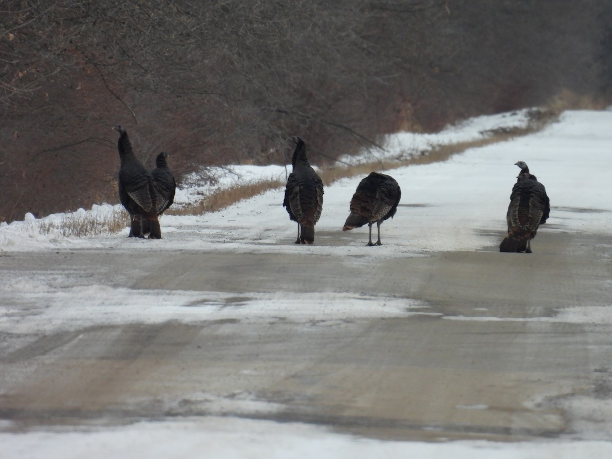 Wild Turkey - ML646403839