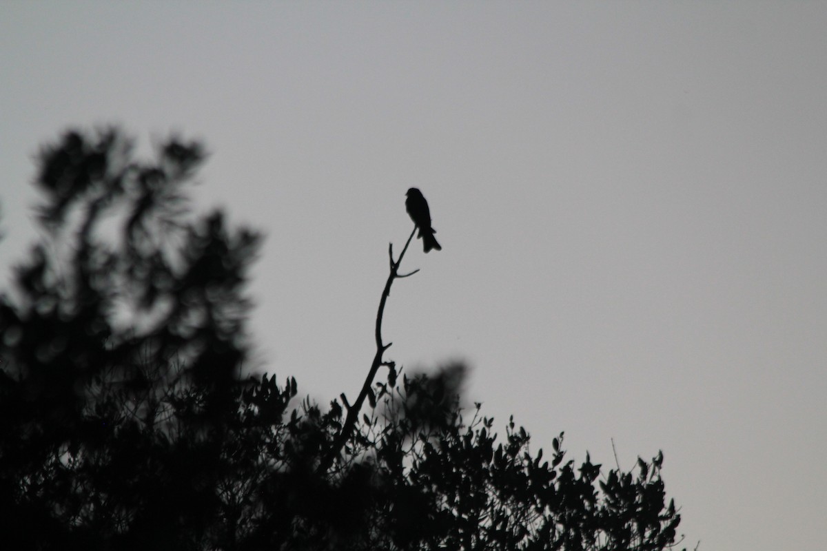 Fork-tailed Drongo - ML646403840