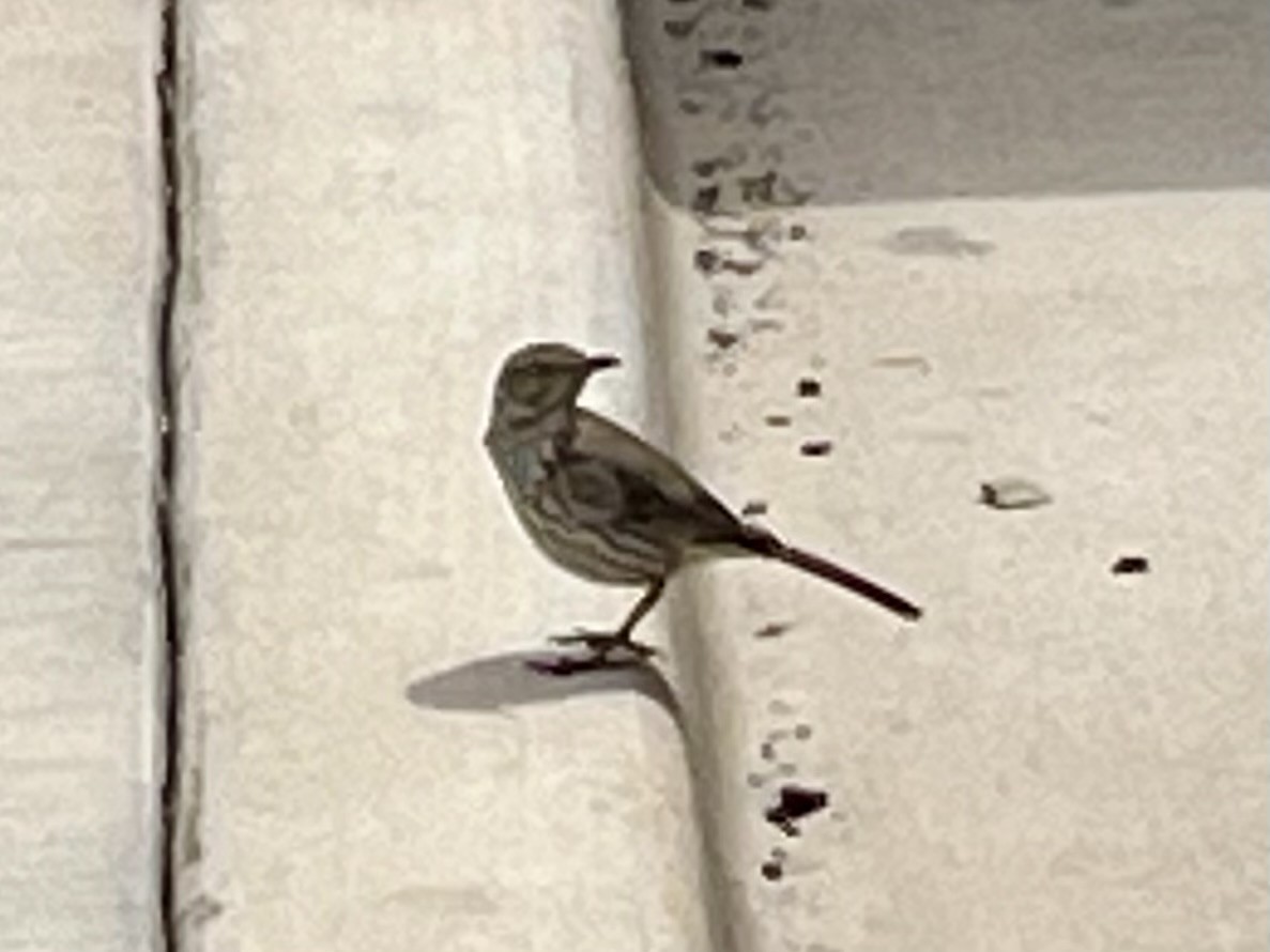 Moqueur des armoises - ML646403841