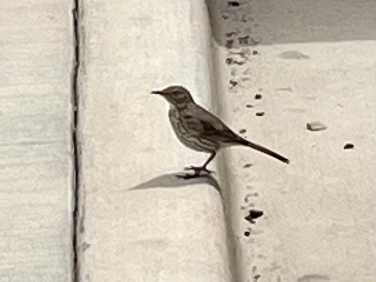 Moqueur des armoises - ML646403842