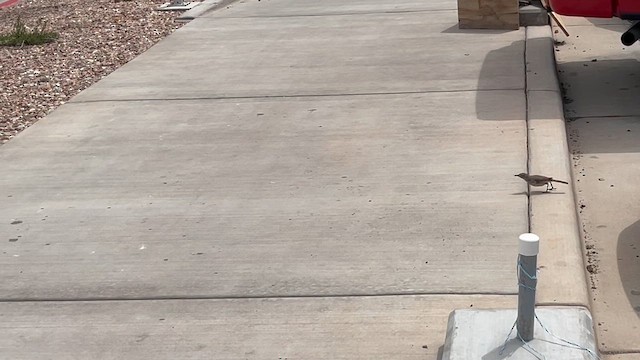 Sage Thrasher - ML646403843