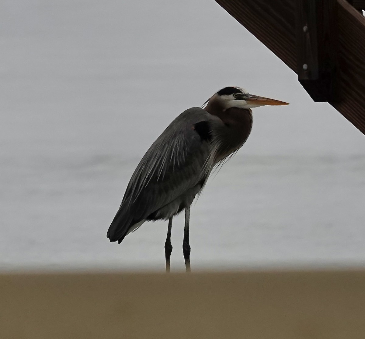 Great Blue Heron - ML646403844