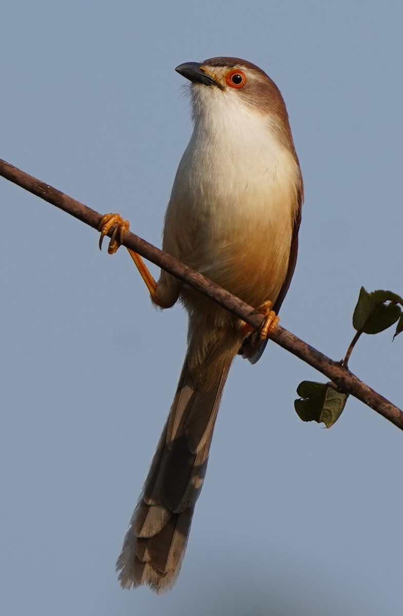 Yellow-eyed Babbler - ML646403846