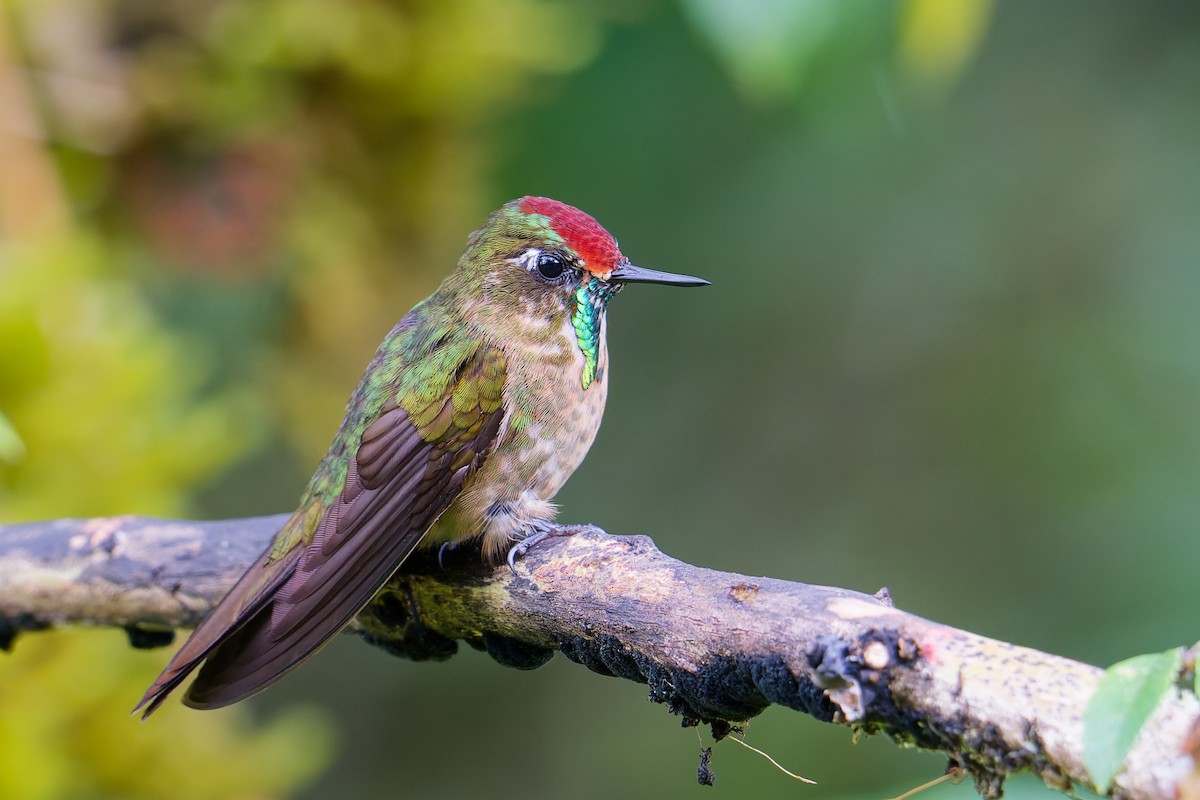 Rufous-capped Thornbill - ML646403847