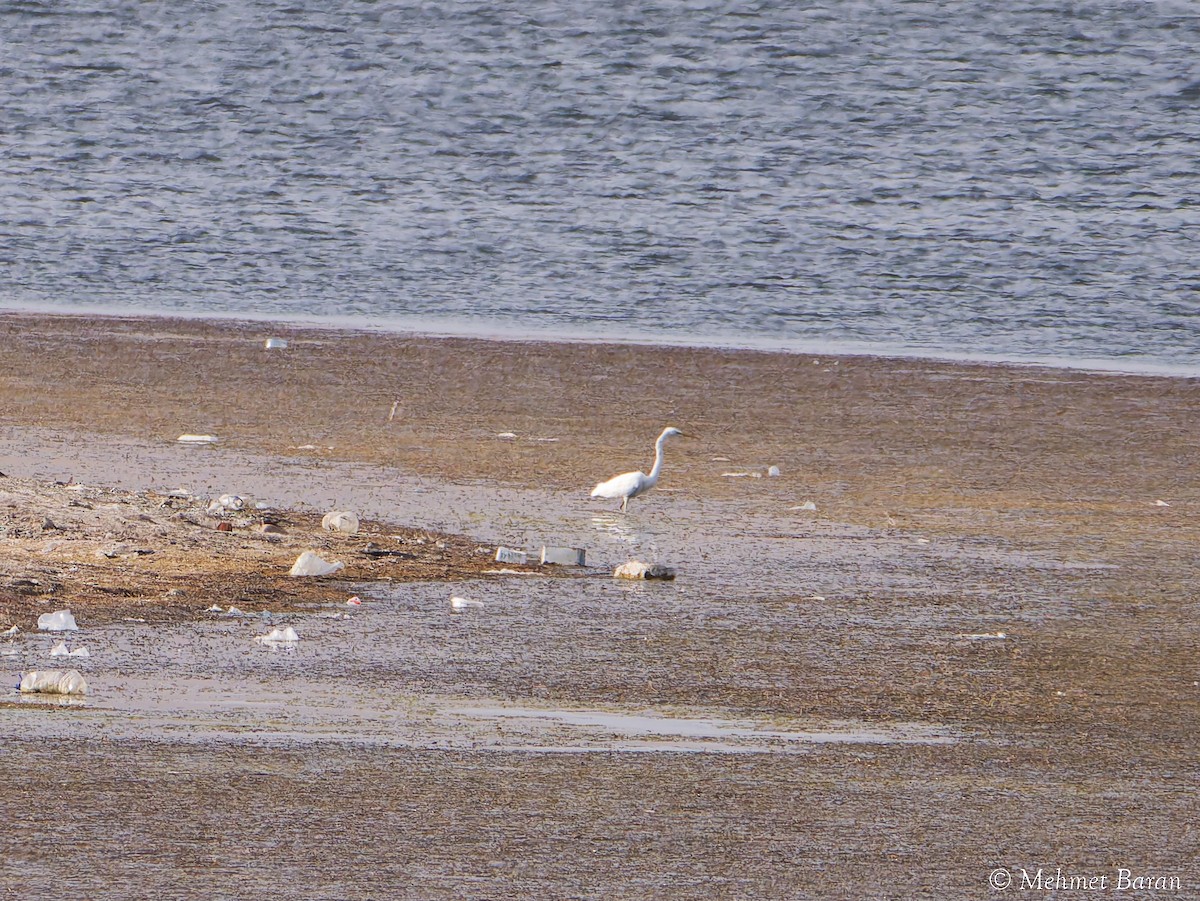 Airone bianco maggiore - ML646403848