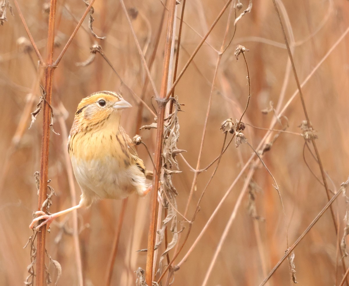 LeConte's Sparrow - ML646403854