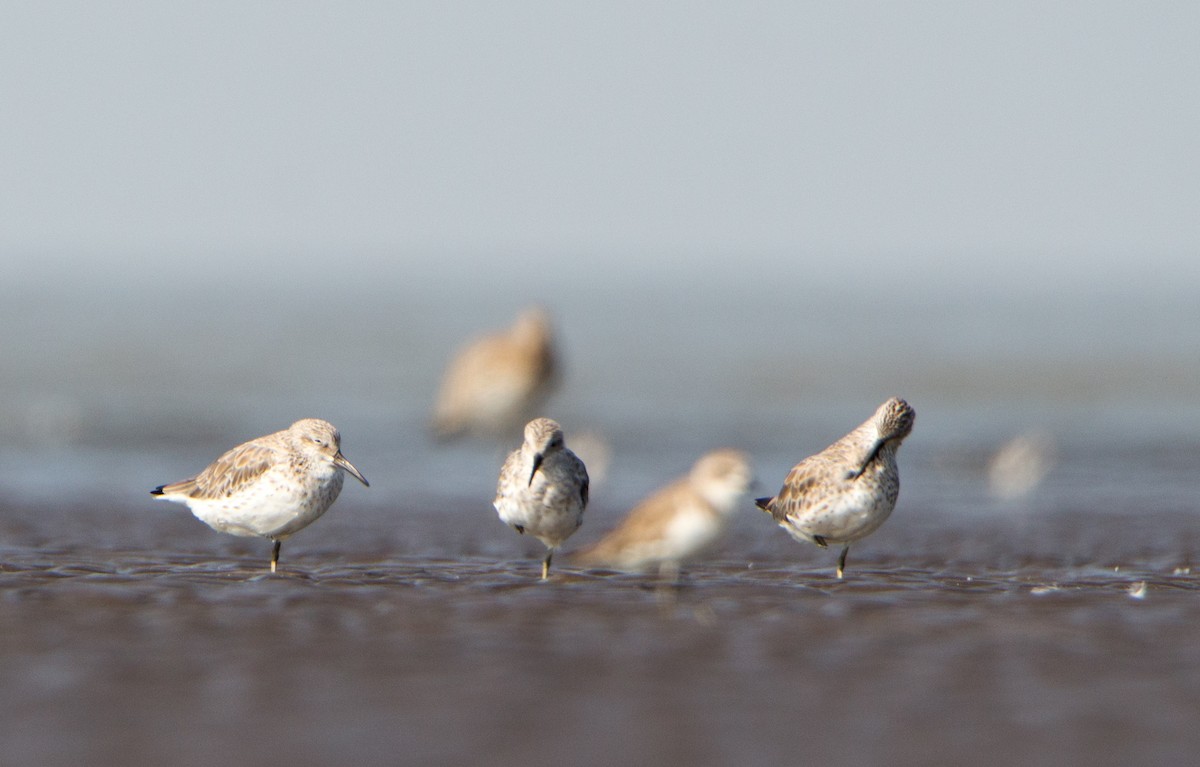 Great Knot - ML646403855
