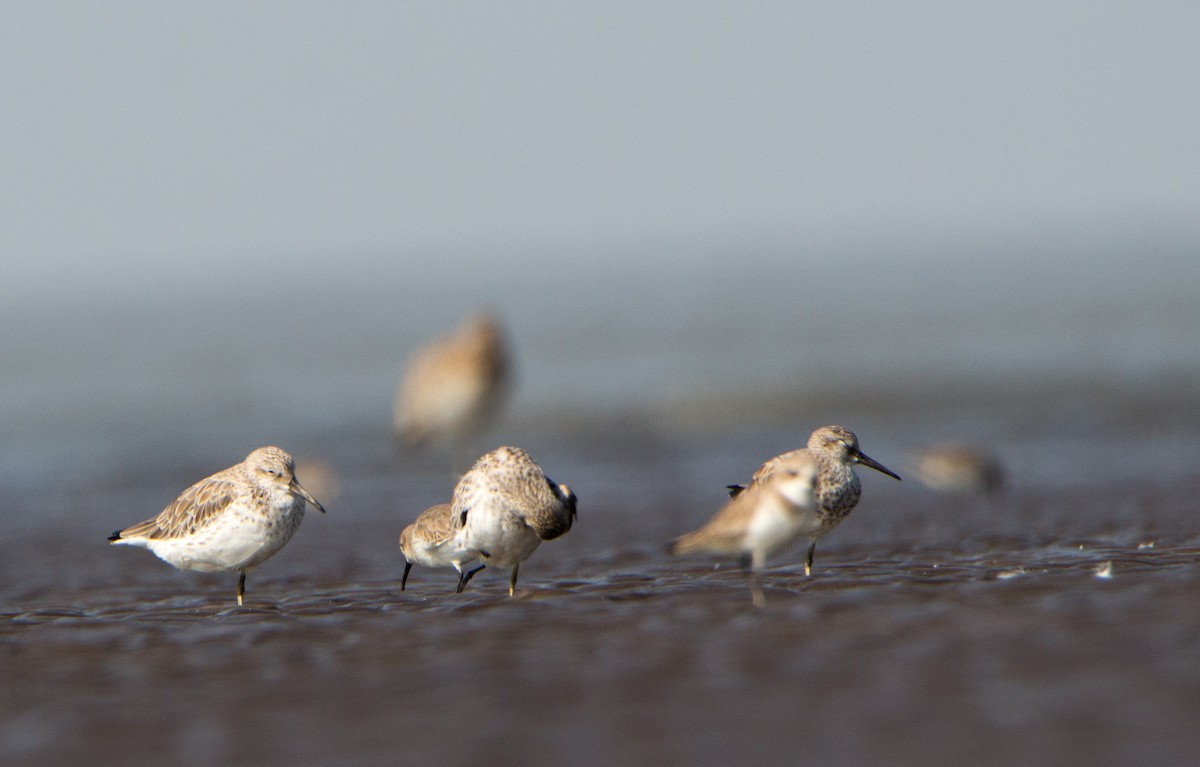 Great Knot - ML646403856