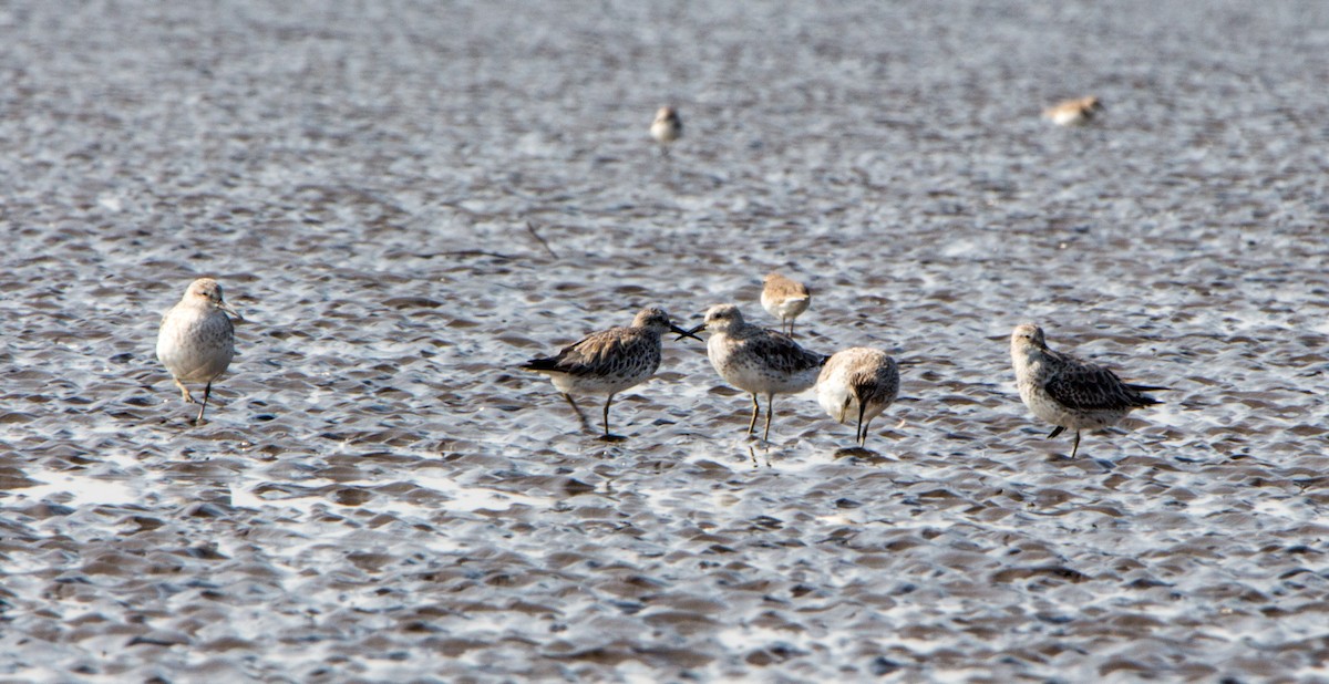 Great Knot - ML646403857