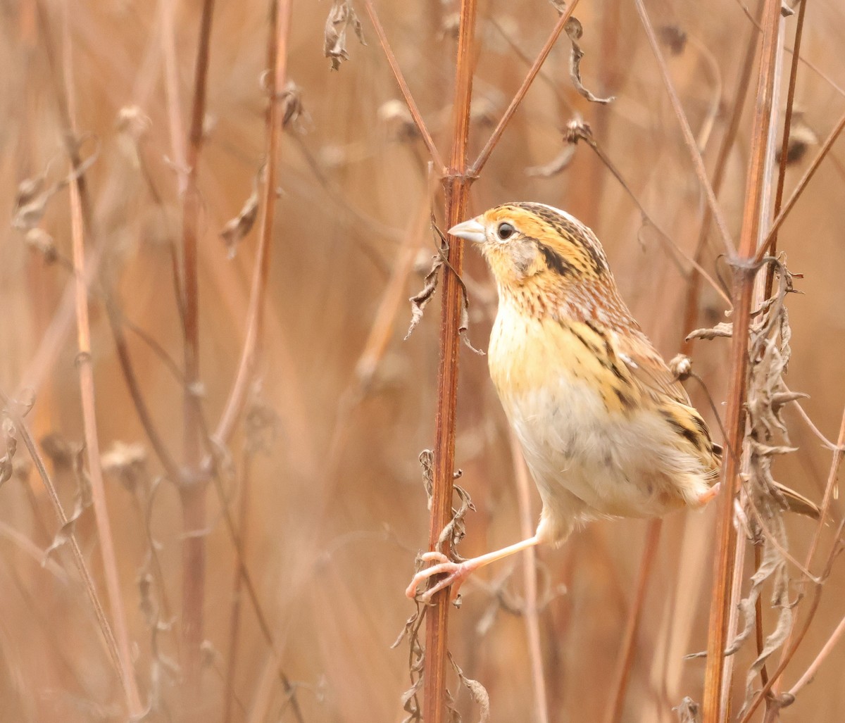 LeConte's Sparrow - ML646403858
