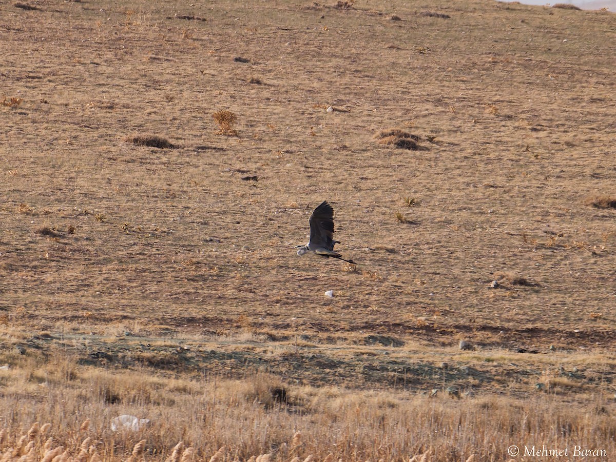 Airone cenerino - ML646403859