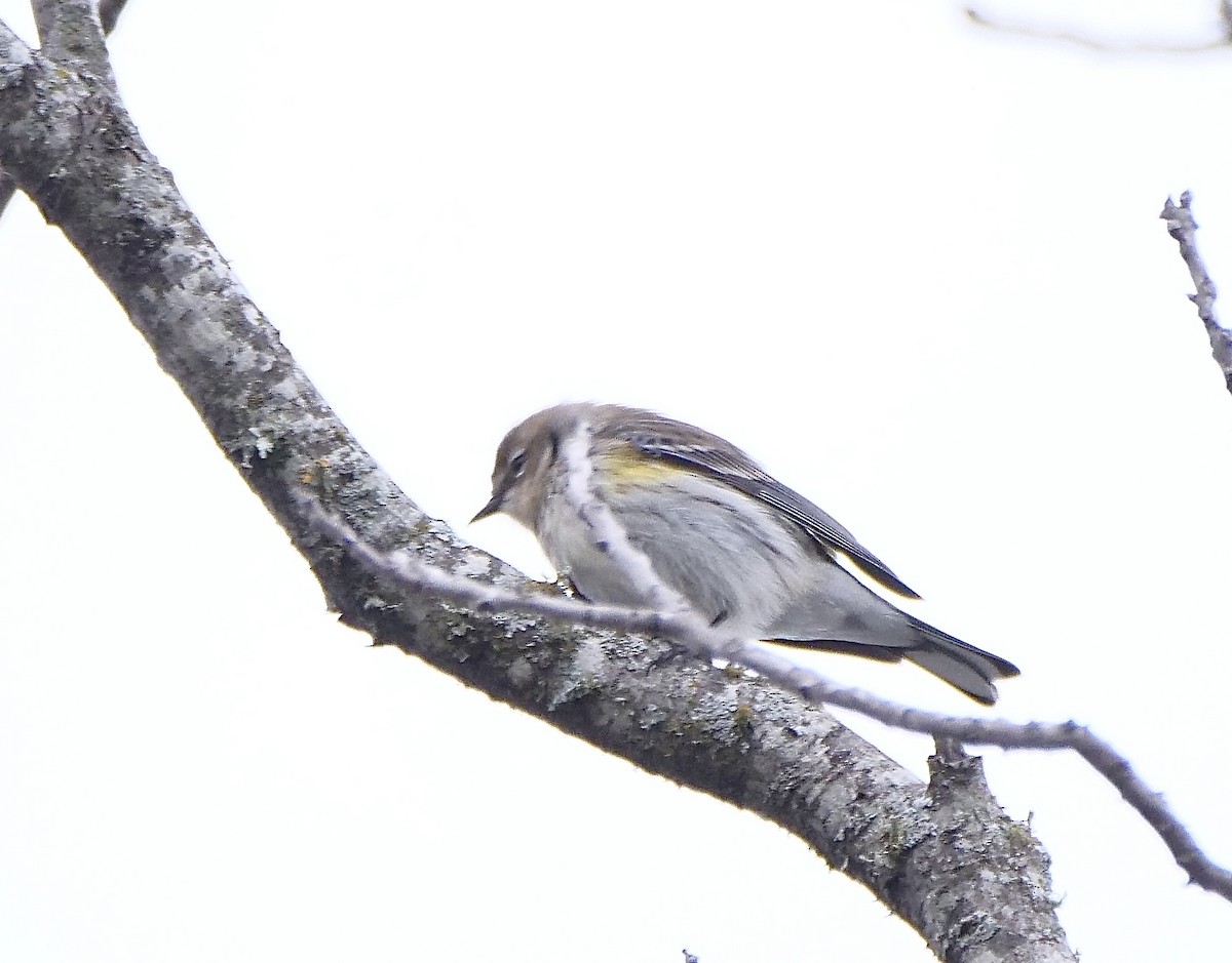 Yellow-rumped Warbler (Myrtle) - ML646403860