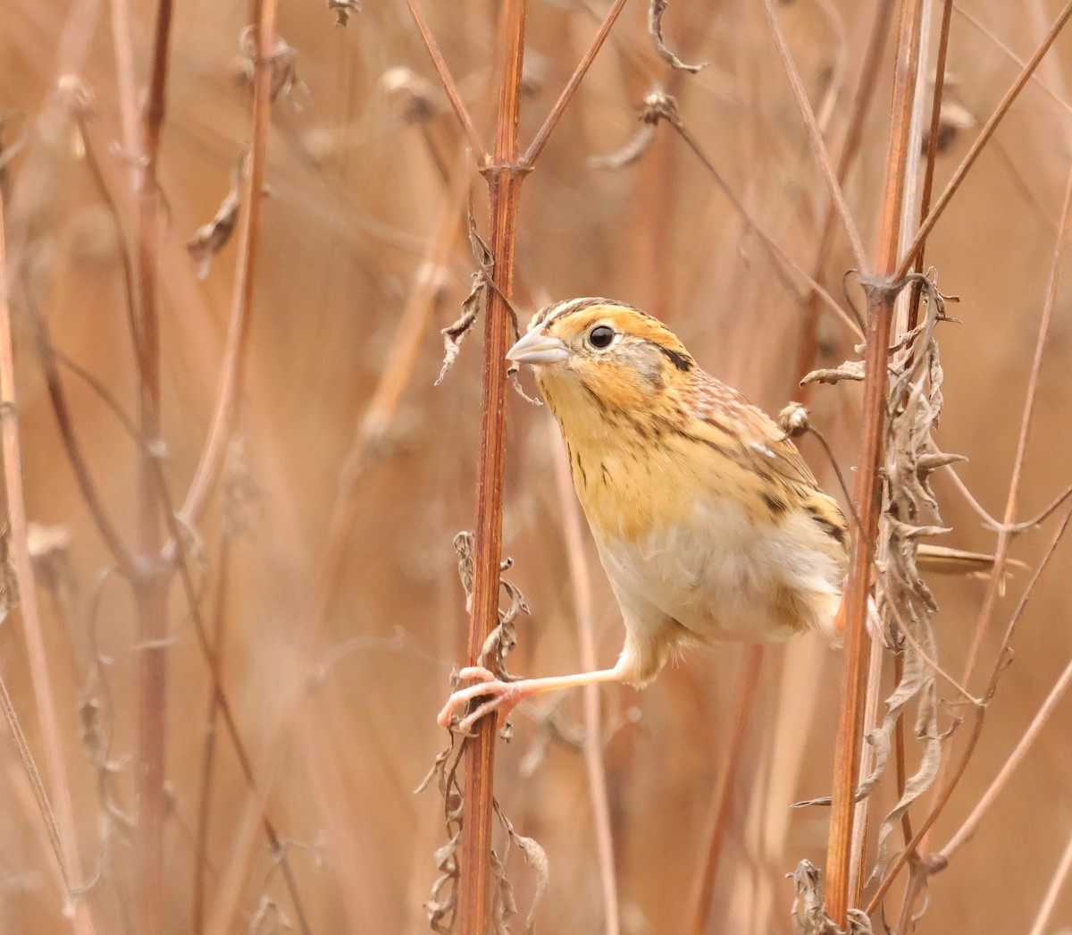 LeConte's Sparrow - ML646403861