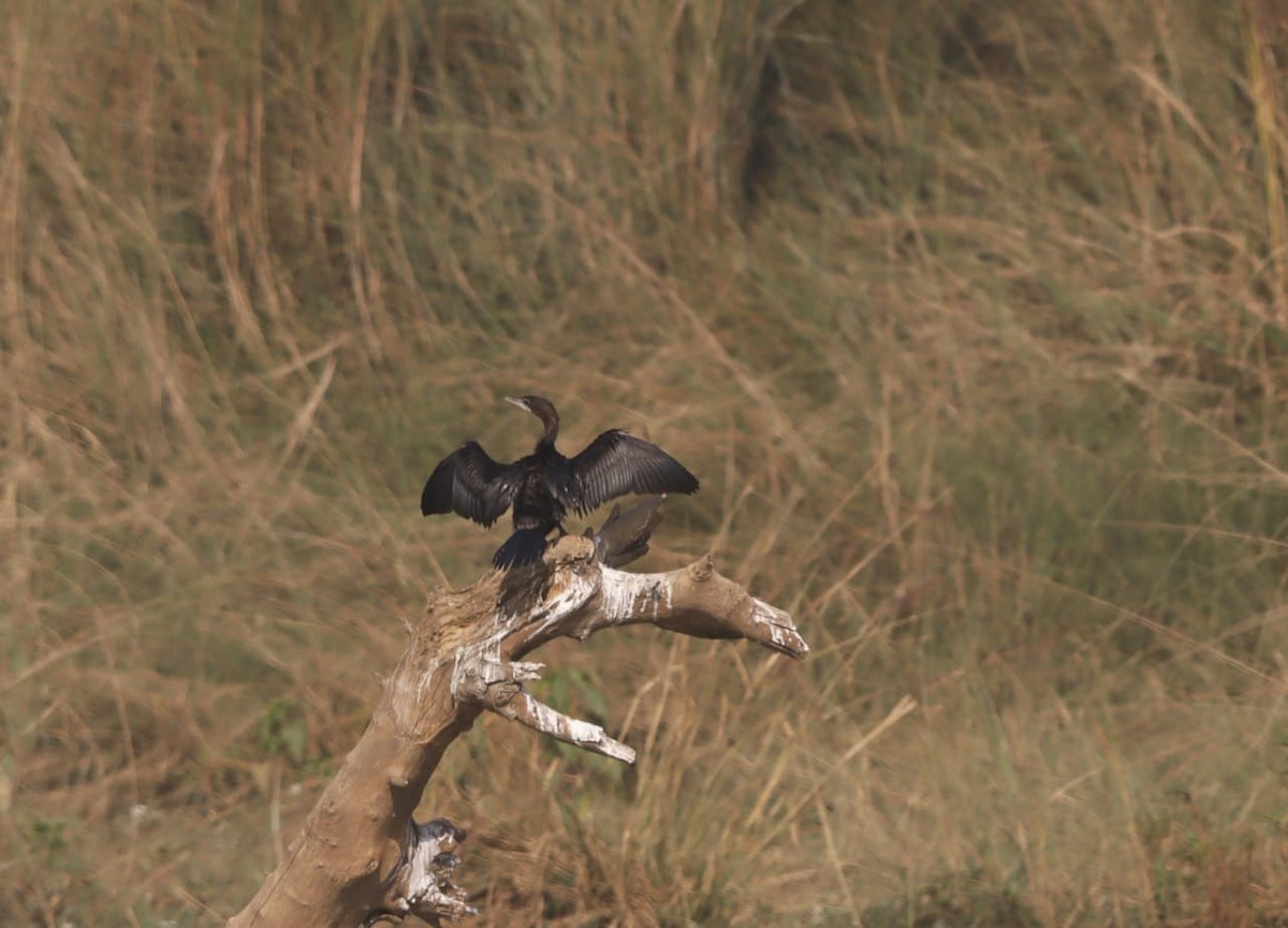 Little Cormorant - ML646403862