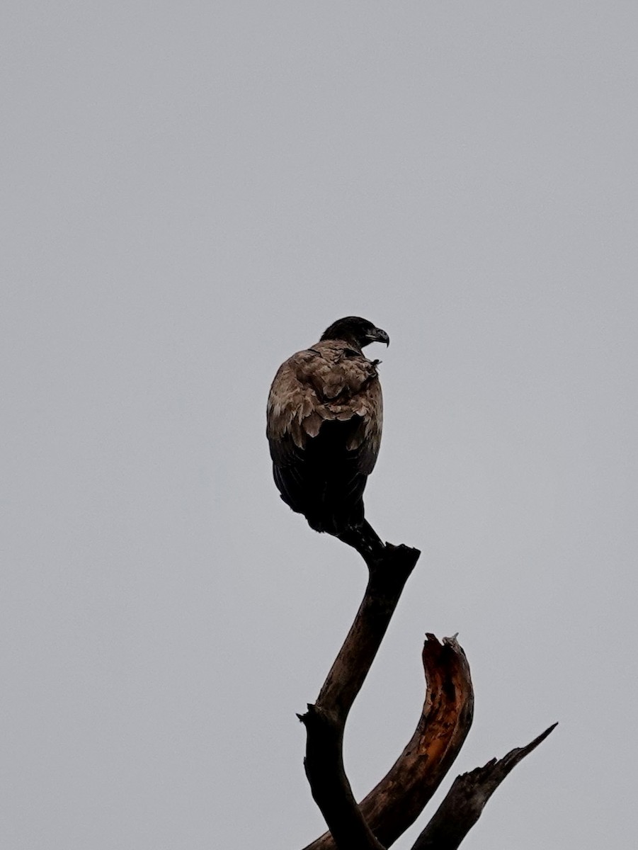 Bald Eagle - ML646403864