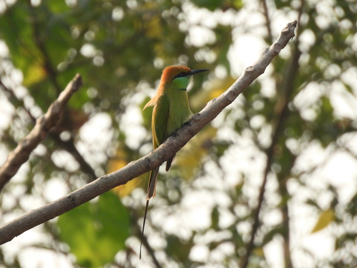 Asian Green Bee-eater - ML646403866