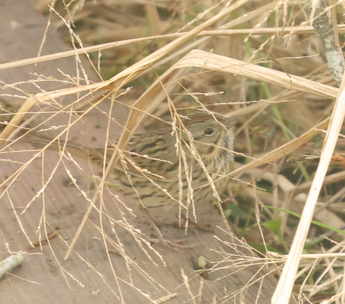 Lincoln's Sparrow - ML646403867