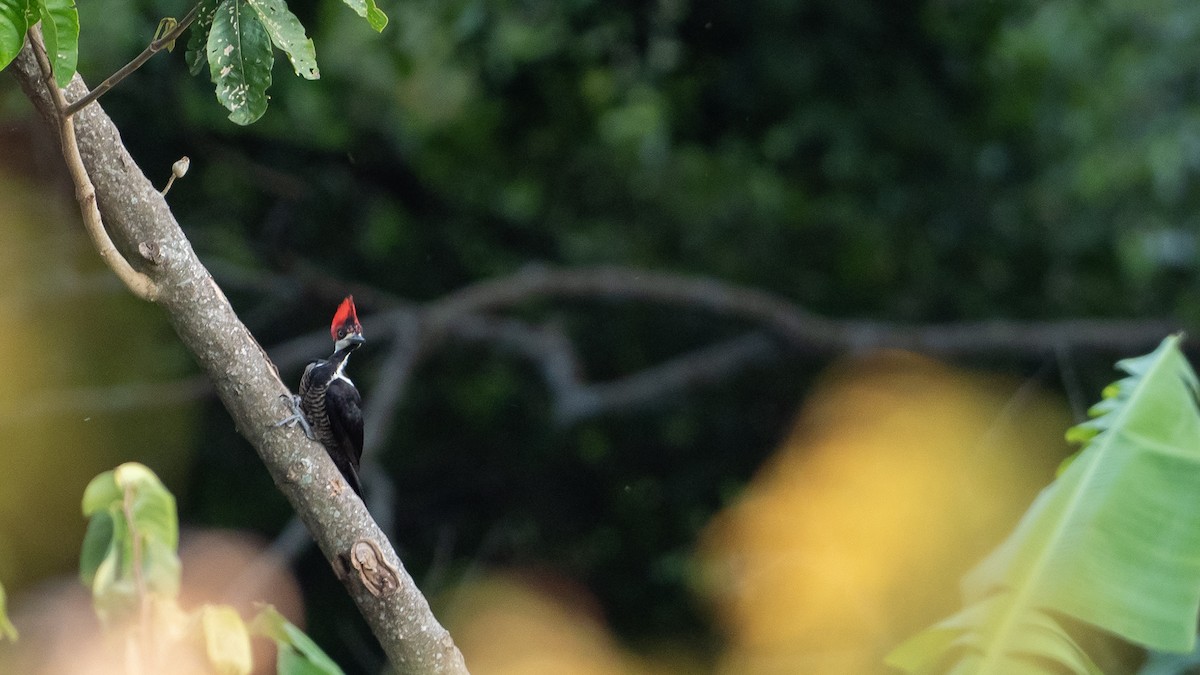 Schwarzkehlspecht - ML646403870