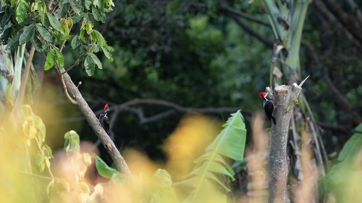 Schwarzkehlspecht - ML646403871