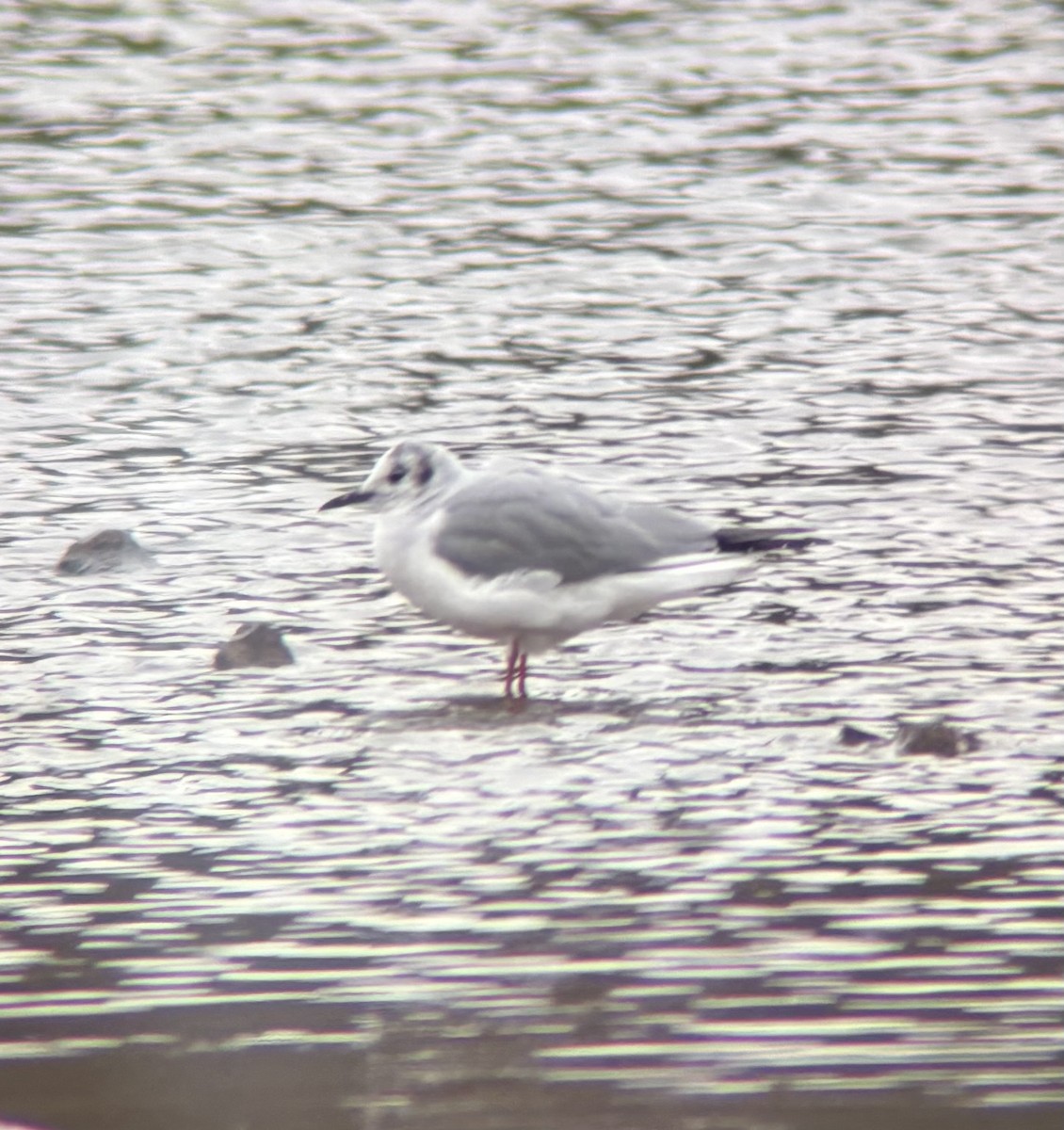 Mouette de Bonaparte - ML646403872