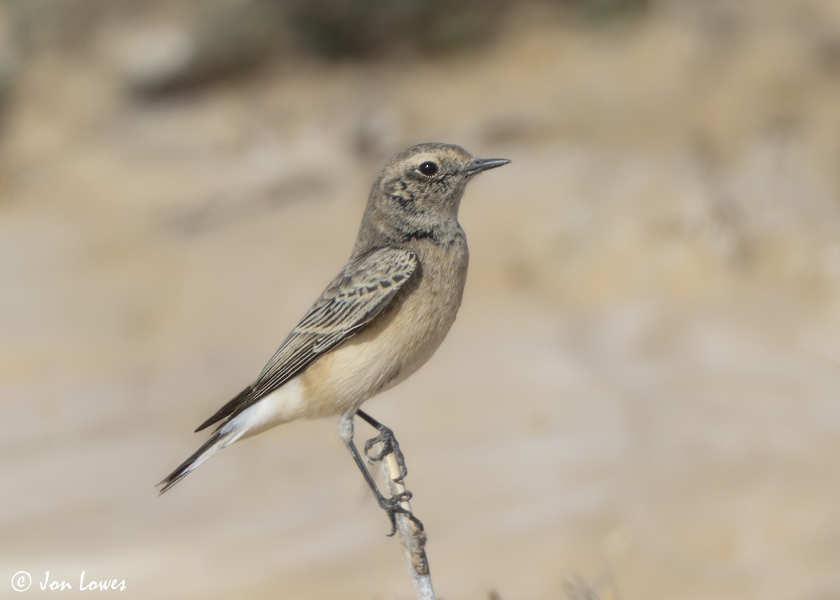 bělořit bělohlavý - ML646403873