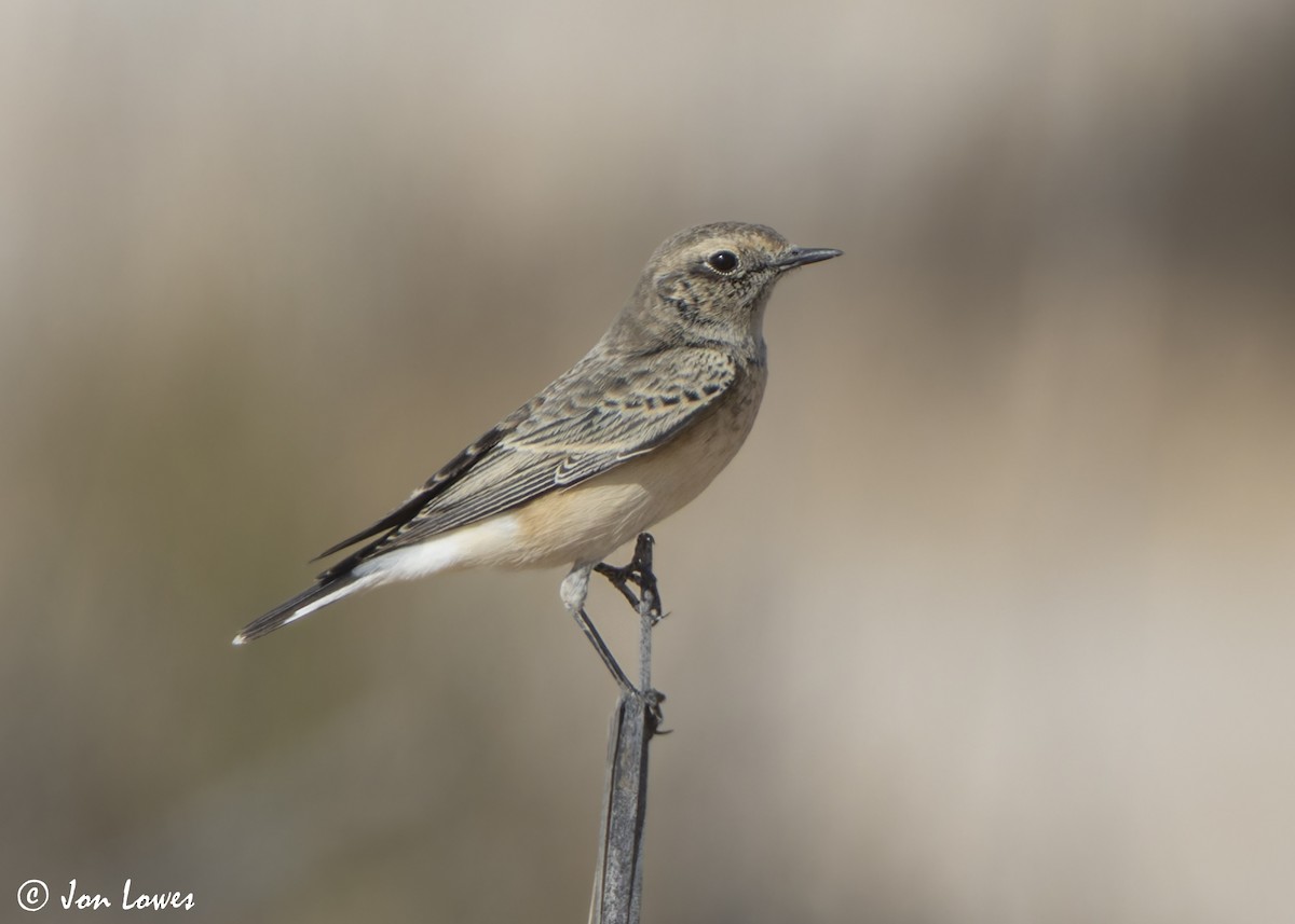 bělořit bělohlavý - ML646403874