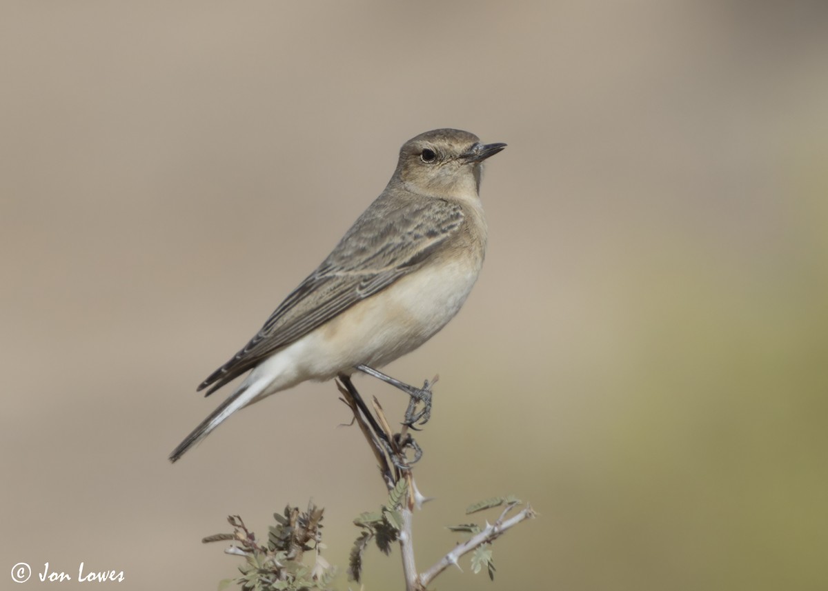 bělořit bělohlavý - ML646403876