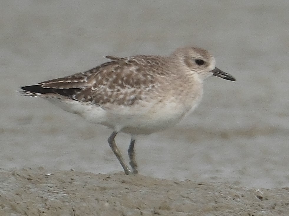 ダイゼン - ML646403879