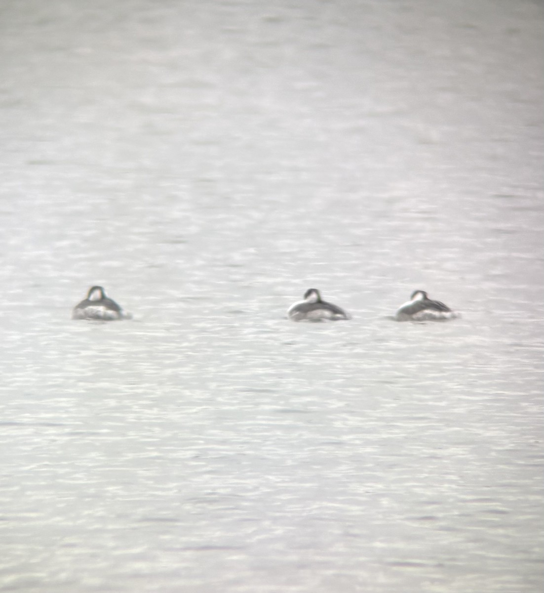 Grèbe esclavon - ML646403881