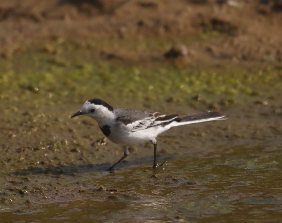 konipas bílý - ML646403882