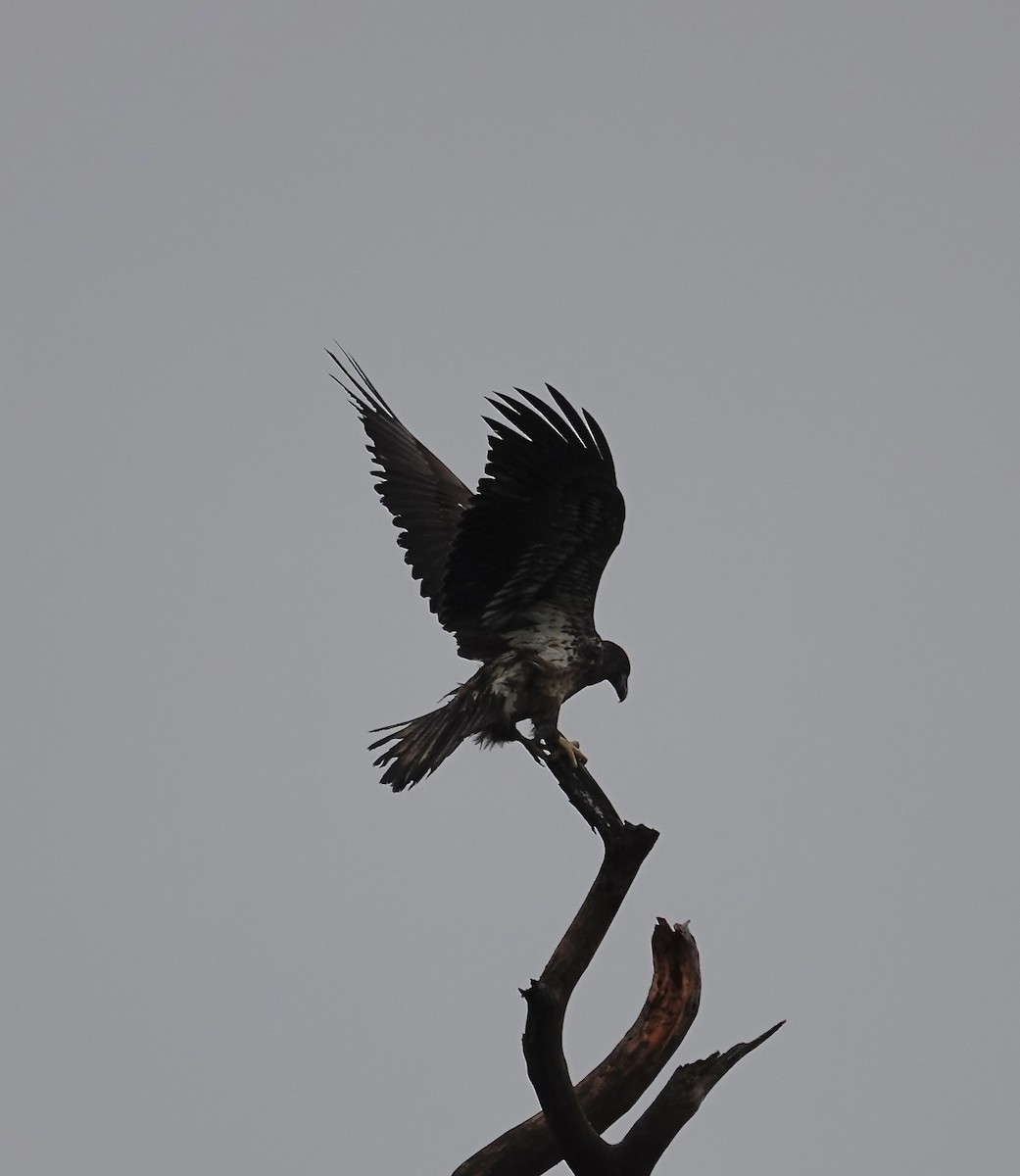 Bald Eagle - ML646403884