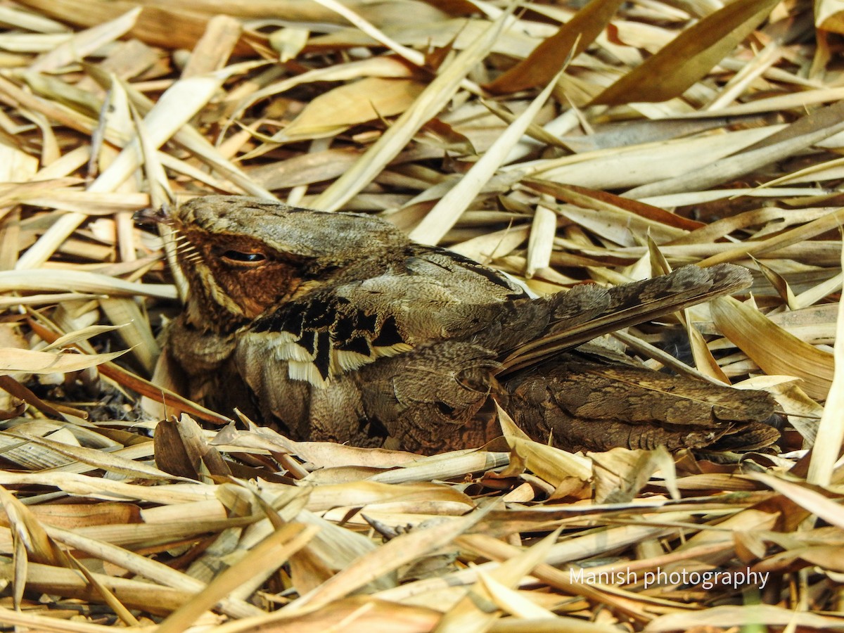 Engoulevent de Horsfield - ML646403885