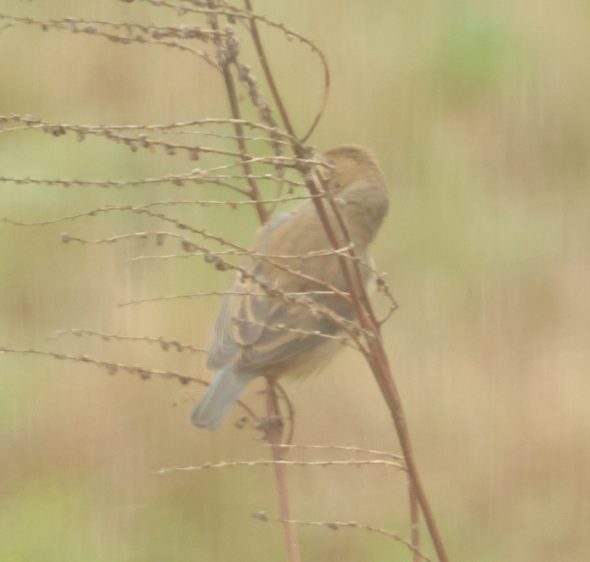 Indigo Bunting - ML646403887