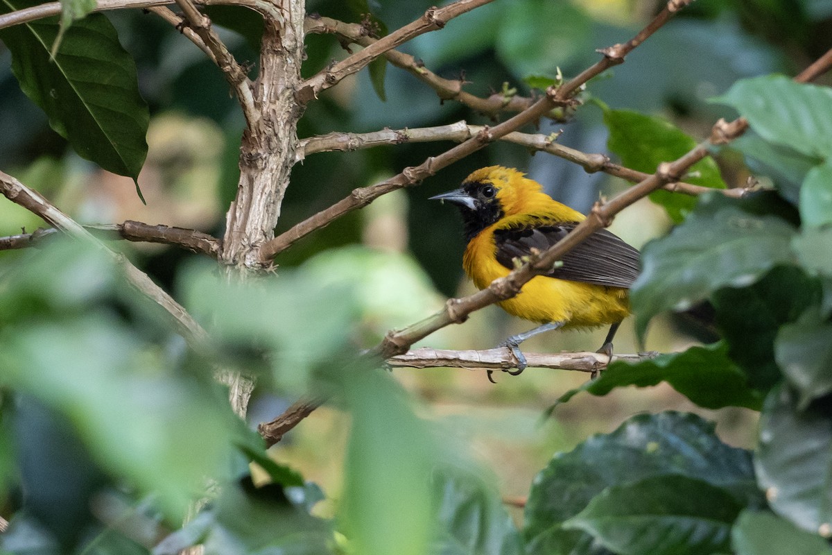 Schwarzflügeltrupial - ML646403888