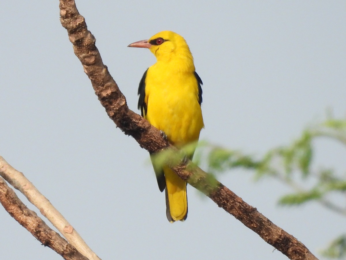 Indian Golden Oriole - ML646403889