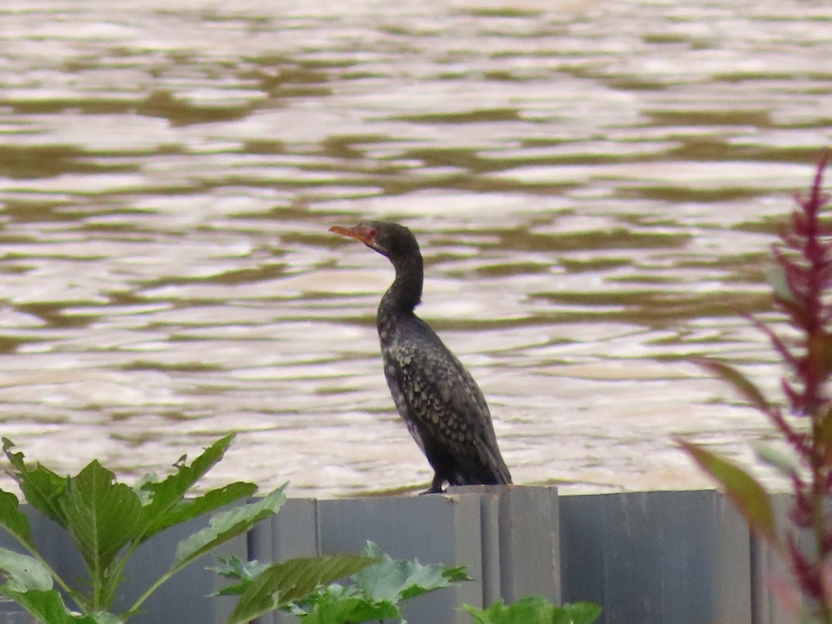 kormorán dlouhoocasý - ML646403891