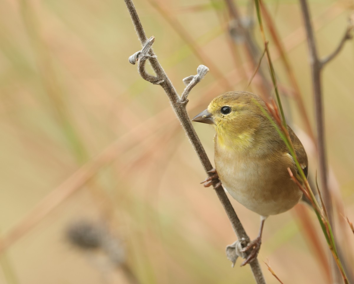 American Goldfinch - ML646403893