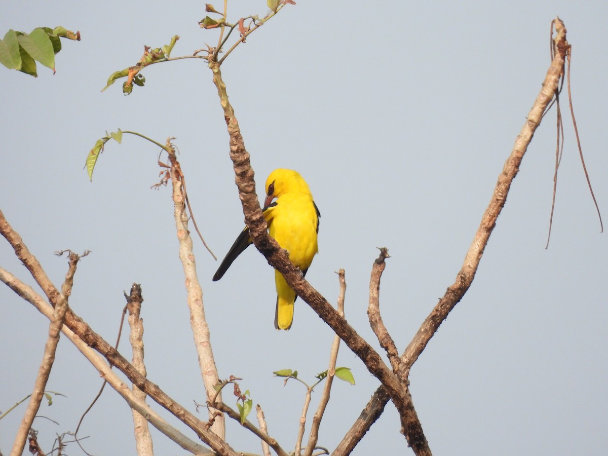 Indian Golden Oriole - ML646403896