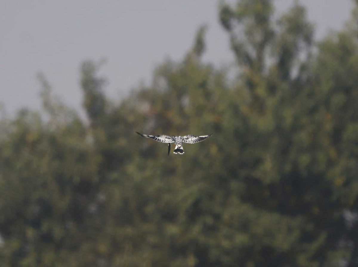 Pied Kingfisher - ML646403899