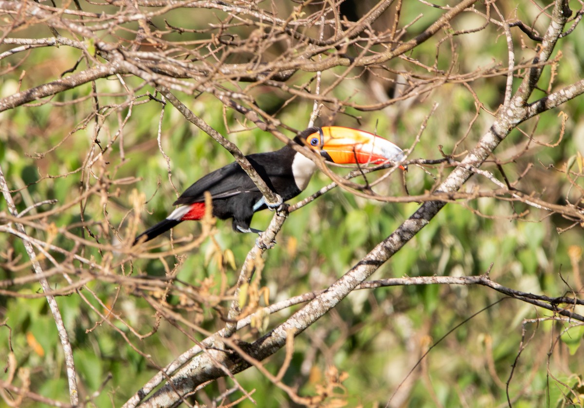 Toco Toucan - ML646403901