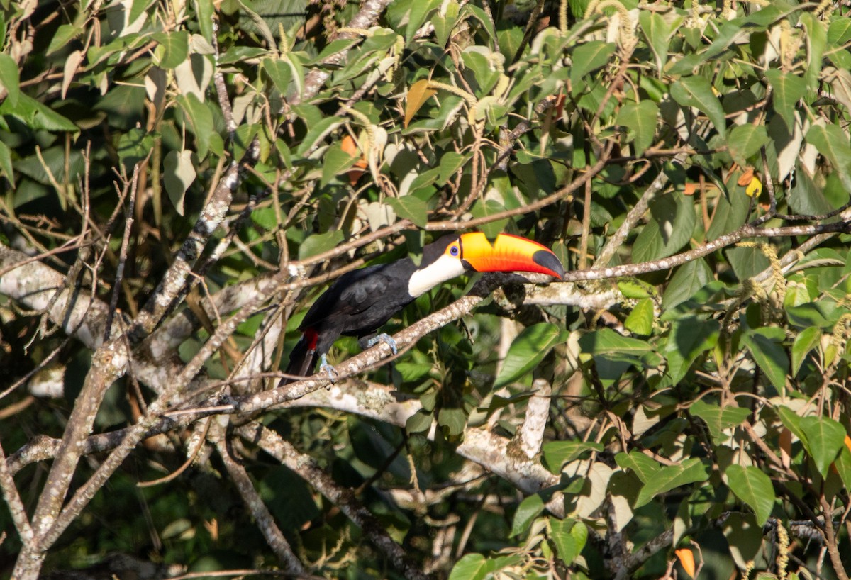 Toco Toucan - ML646403902