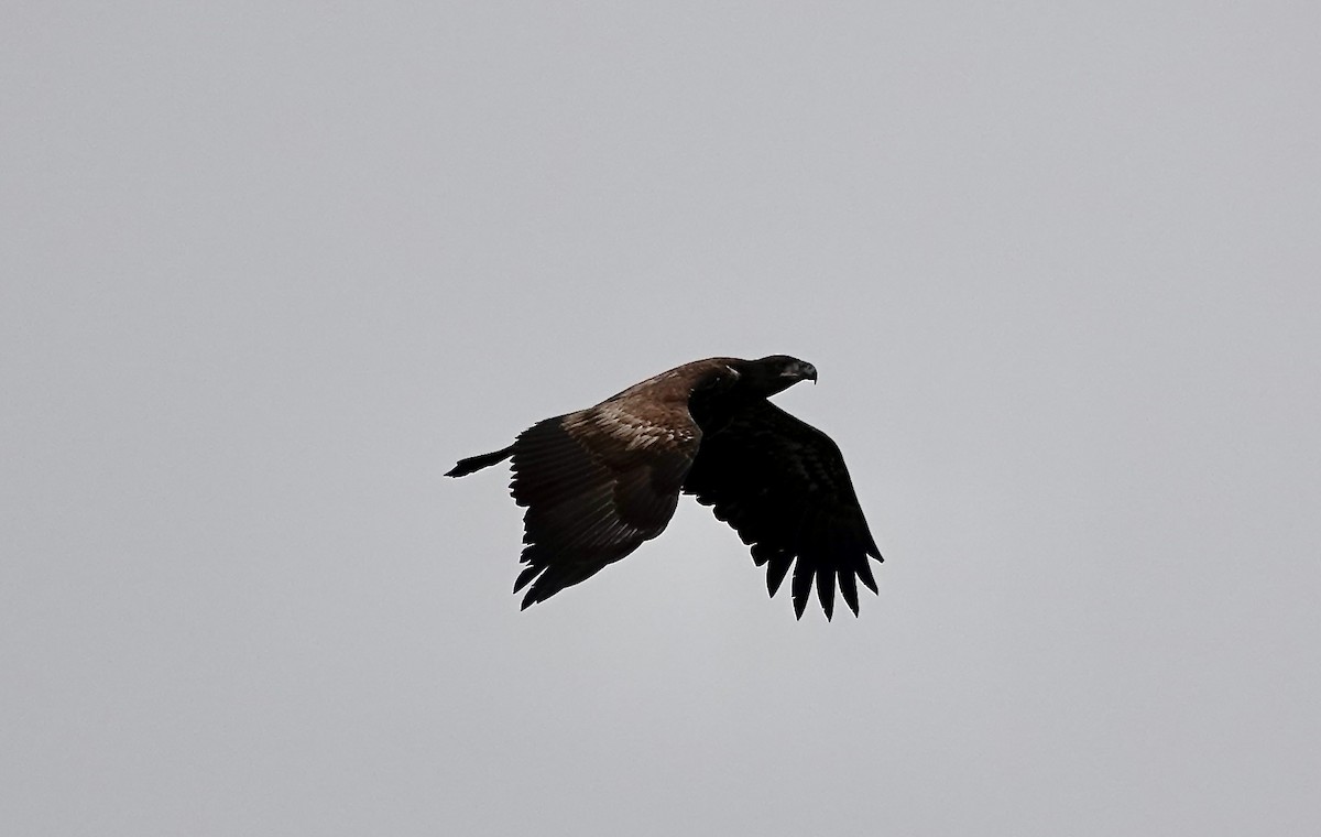 Bald Eagle - ML646403903