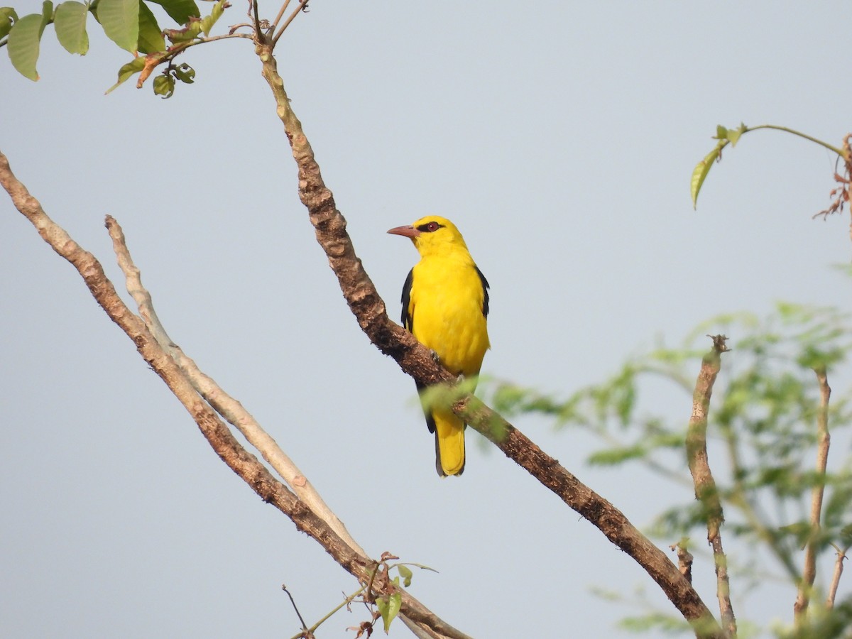 Indian Golden Oriole - ML646403904