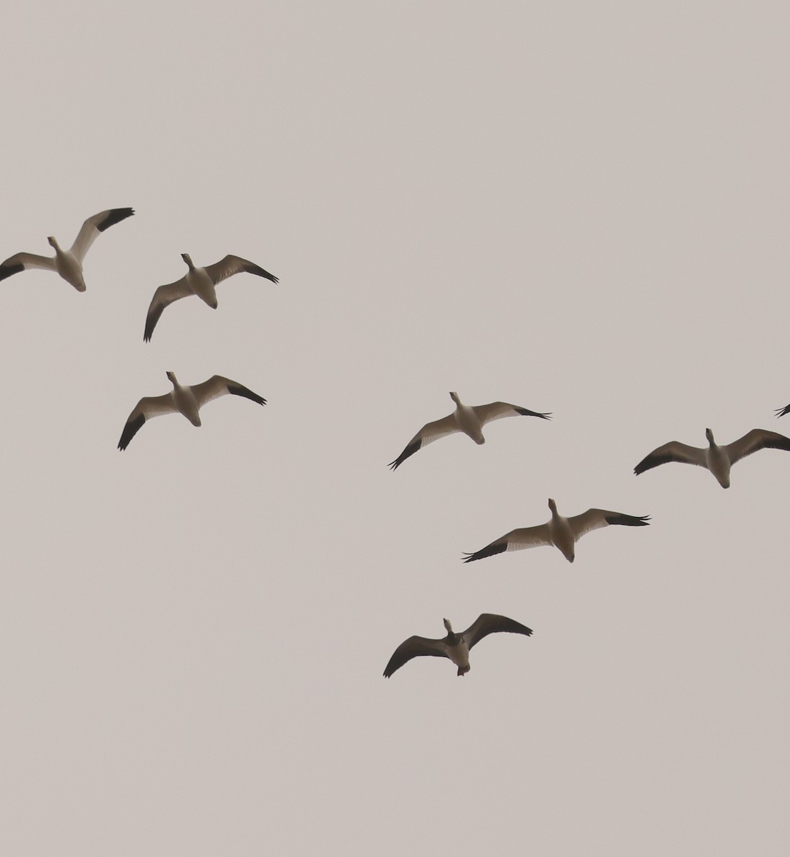 Snow Goose - ML646403907