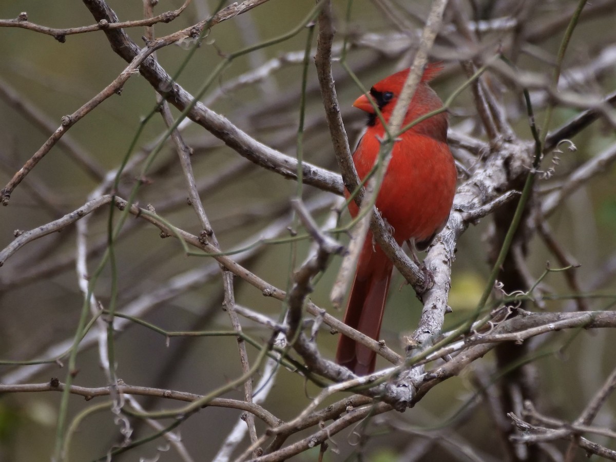Northern Cardinal - ML646403909