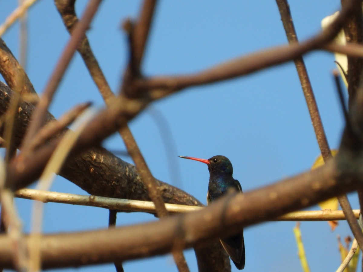Colibrí Piquiancho de Guerrero - ML646403914