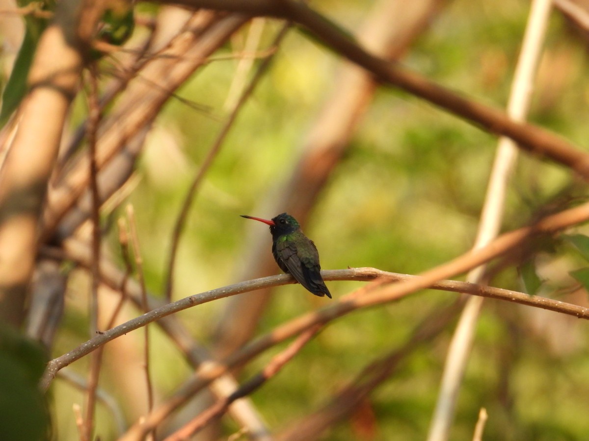 Colibrí Piquiancho de Guerrero - ML646403915