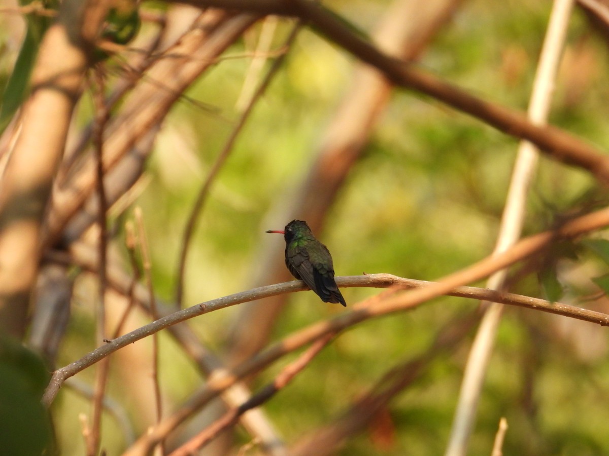 Colibrí Piquiancho de Guerrero - ML646403916