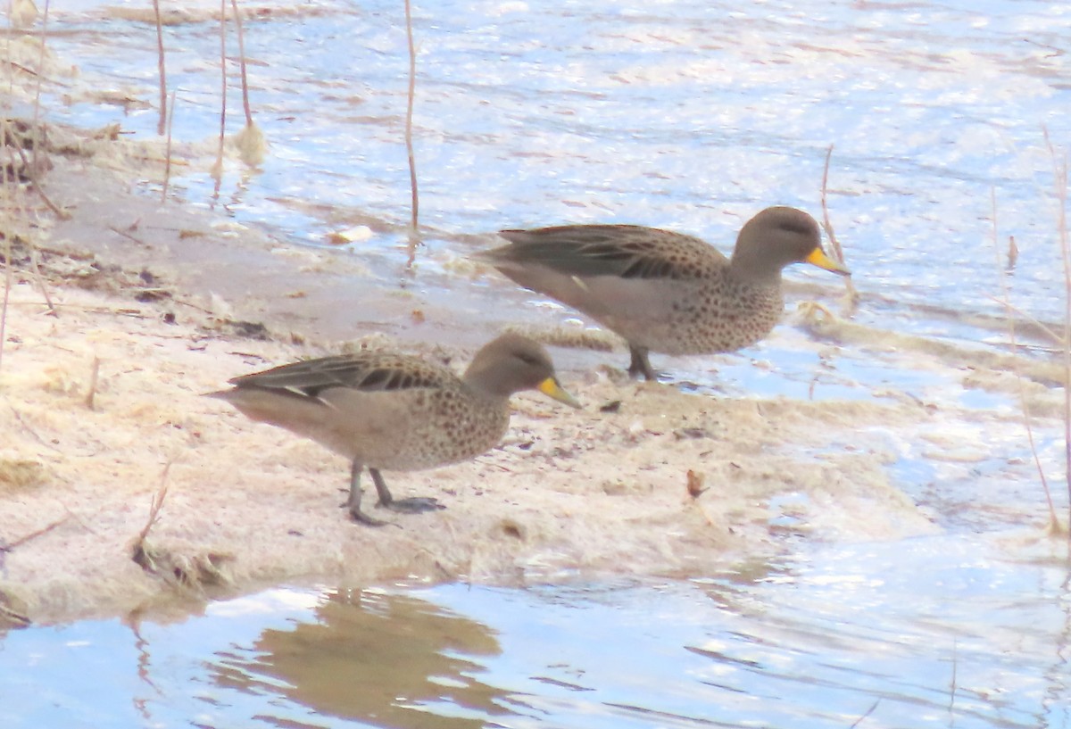 čírka kropenatá - ML646403917